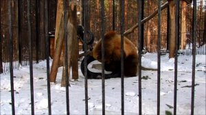 Бурый медвежонок Алтай развлекается  (ч.1). 15.02.18г.