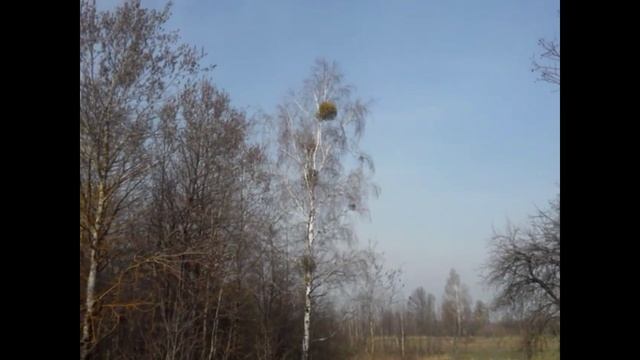Омела растение