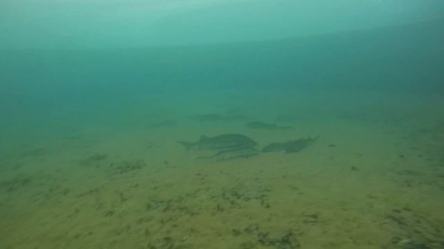 КОРМЛЕНИЕ ОСЕТРА в своем пруду. Часть 1 смотреть онлайн