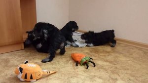 щенки цвергшнауцера. Беспрерывное движение.