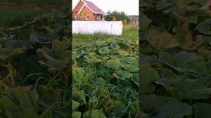 Село Пласкинино. Мой урожай тыквы, сорт зимняя сладкая.