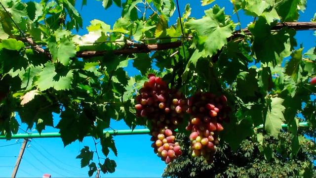 Виноград Криптон - ранняя ГФ Карпушева по состоянию на 08 августа 2021г. Описание и характеристик смотреть онлайн