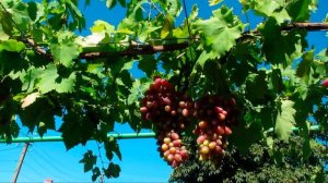 Виноград Криптон - ранняя ГФ Карпушева  по состоянию на 08 августа 2021г. Описание и  характеристик