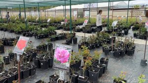 Розы в Егорьевском питомнике Никитенко Александра