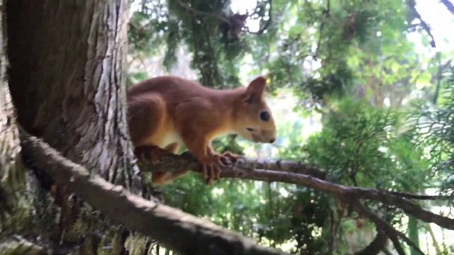 Белочки в парке Кисловодска. смотреть онлайн