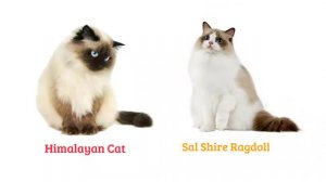 КОТЫ В МИРЕ (CATS BREEDS WORLD)