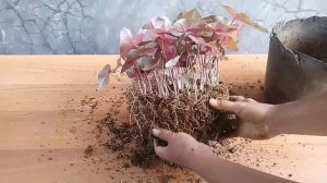 Propagation of caladium plants by cutting root tubers | Amazing method.