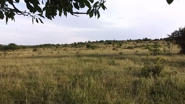 Жёлтая черешня смотреть онлайн