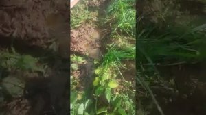 Недобросовестные соседи сливают канализацию в чужой огород, в новой туре.
