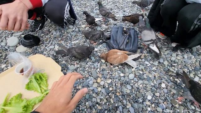 Пятый элемент или как погладить голубя смотреть онлайн