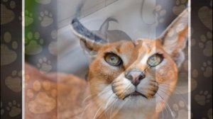 Дикий кот, который не мяукает, а чирикает, любит купаться и поддаётся дрессировке! КАРАКАЛ!