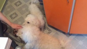 МЯСНЫЕ БИТОЧКИ/ИЗ МОРОЗИЛКИ/ЗАМОРОЖЕННЫЕ ПРОДУКТЫ/КАК ПРИГОТОВИТЬ ТЕФТЕЛИ