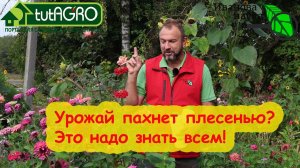 УРОЖАЙ ПАХНЕТ ПЛЕСЕНЬЮ, ЛЕКАРСТВОМ? Вот что надо делать. Это полезно знать всем!