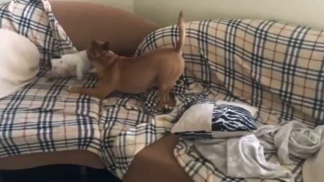 Збагойна ‼️😈‼️😂 #takeiteasy#crazy#daisy#funnydog#щенок#бультерьер#семья#bullterrier#family#funny смотреть онлайн