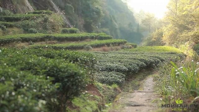 Да Хун Пао и утесные уишаньские улуны смотреть онлайн