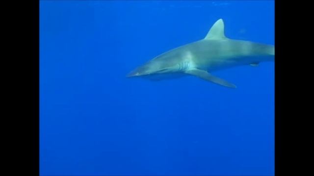 как рыба в воде смотреть онлайн