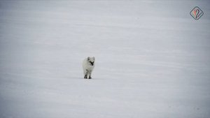 АМДЕРМА.  ОХОТА НА ГУСЯ