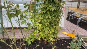 Про обрезку клематис