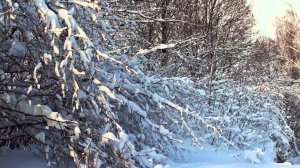 "времена года" песня на стихи Олега Танцюра,музыка и исполнение Олега Сапегина