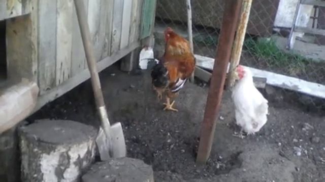 Ферма курицы 2 смотреть онлайн