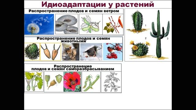 МАКРОЭВОЛЮЦИЯ. ПУТИ ЭВОЛЮЦИИ: АРОМОРФОЗЫ, ИДИОАДАПТАЦИИ, ДЕГЕНЕРАЦИЯ
