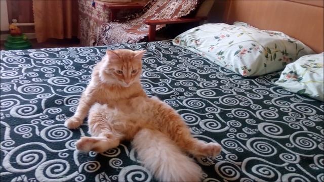 История про кота Барсика