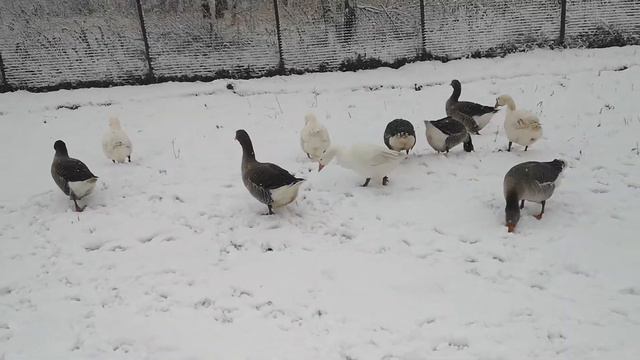 Просто гуси на первом снегу, Линда и Крупная серая смотреть онлайн