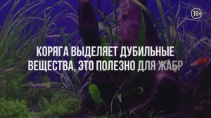 Как создать дома красивый аквариум?