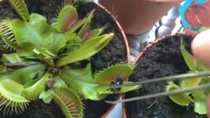 Хищное растение Венерина мухоловка съедает муху
