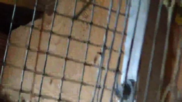 Hачали размножение Волнистых Попугаев И Канареяк смотреть онлайн