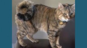 The Complete Guide to the American Ringtail Cat, Its Appearance and Behavior ~✅? Animals Uq Channel