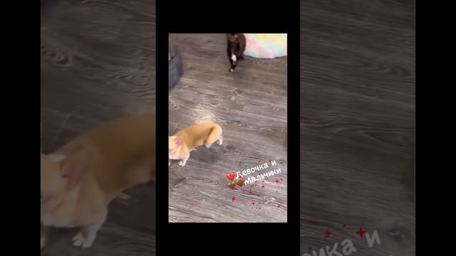 Шоколадные ЧИХУАХУА. У нас можно купить щенка чихуахуа