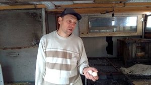 Когда начинают нестись индюки БИГ -  6 .