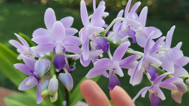 Sophie's Garden 易花多花的蝴蝶兰蓝星 Phal. Summer Rose Blue Star смотреть онлайн