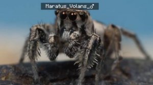 Выражение Льва, Который Спарился 3000 раз