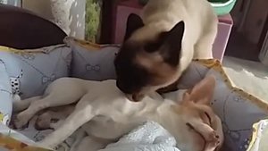 Чихуахуа и тайская кошка