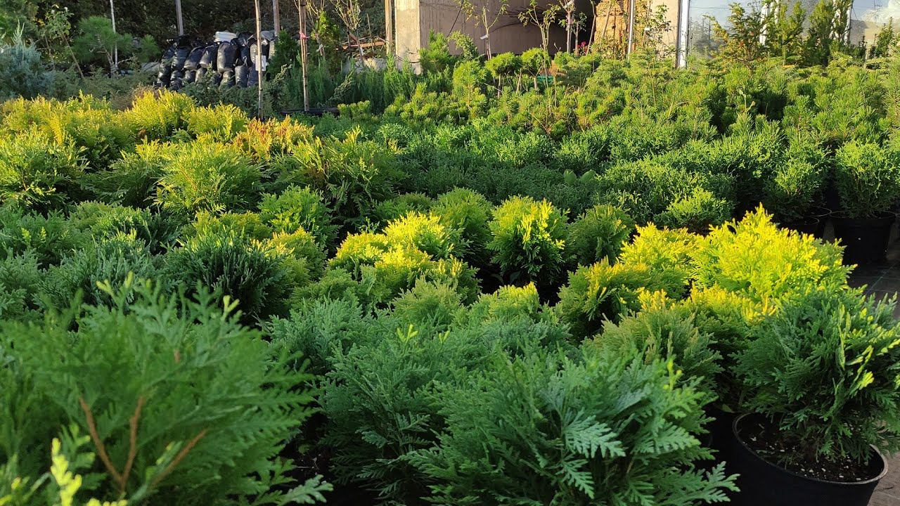 разновидности туя Тини Тим .туя Хозори. туя Даника. туя Литол гигант .карликовый шаровидный туй .