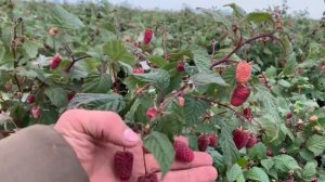 Малина в питомнике Школьный сад. 25 сентября 2019г.