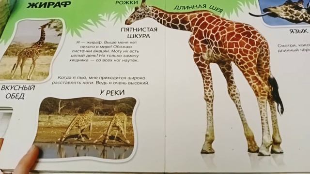 Про слона великана и не только. Изд. Азбукварик! Видео-обзор смотреть онлайн