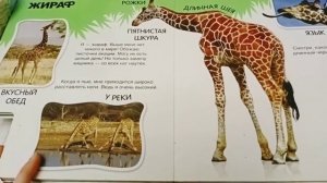 Про слона великана и не только. Изд. Азбукварик! Видео-обзор