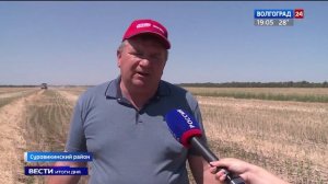 На волгоградских полях собирают урожай горчицы