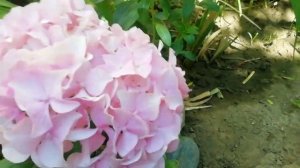 Гортензия - красавица сада: особенности ухода