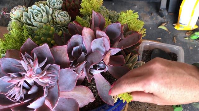 Succulent Vlog. Cutting centre-points out, show results at different stages. Finish arrangement wor смотреть онлайн