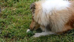 собака жрет огурцы
dog eats cucumbers