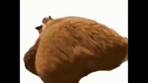 Медведь жоско твёркает под пхонк