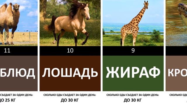 Сравнение животных по количеству необходимой им еды на день | Рацион питания животных смотреть онлайн