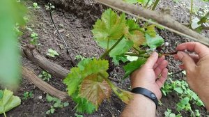 Прививка чёрным в зелёное на примере столового сорта Ливия на сорт Аркадия. 1.06.23