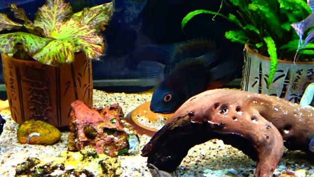 Северумы Красноплечие на гнезде с мальками, геофагусы и другие северумы смотреть онлайн