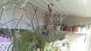 Комнатные цветы. Обзор-Эпифиллум, Рипсалис, Хатиора и др. #лесныекактусы #обзорцветов