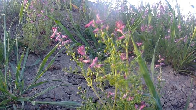 daucus carota / carota selvatica смотреть онлайн